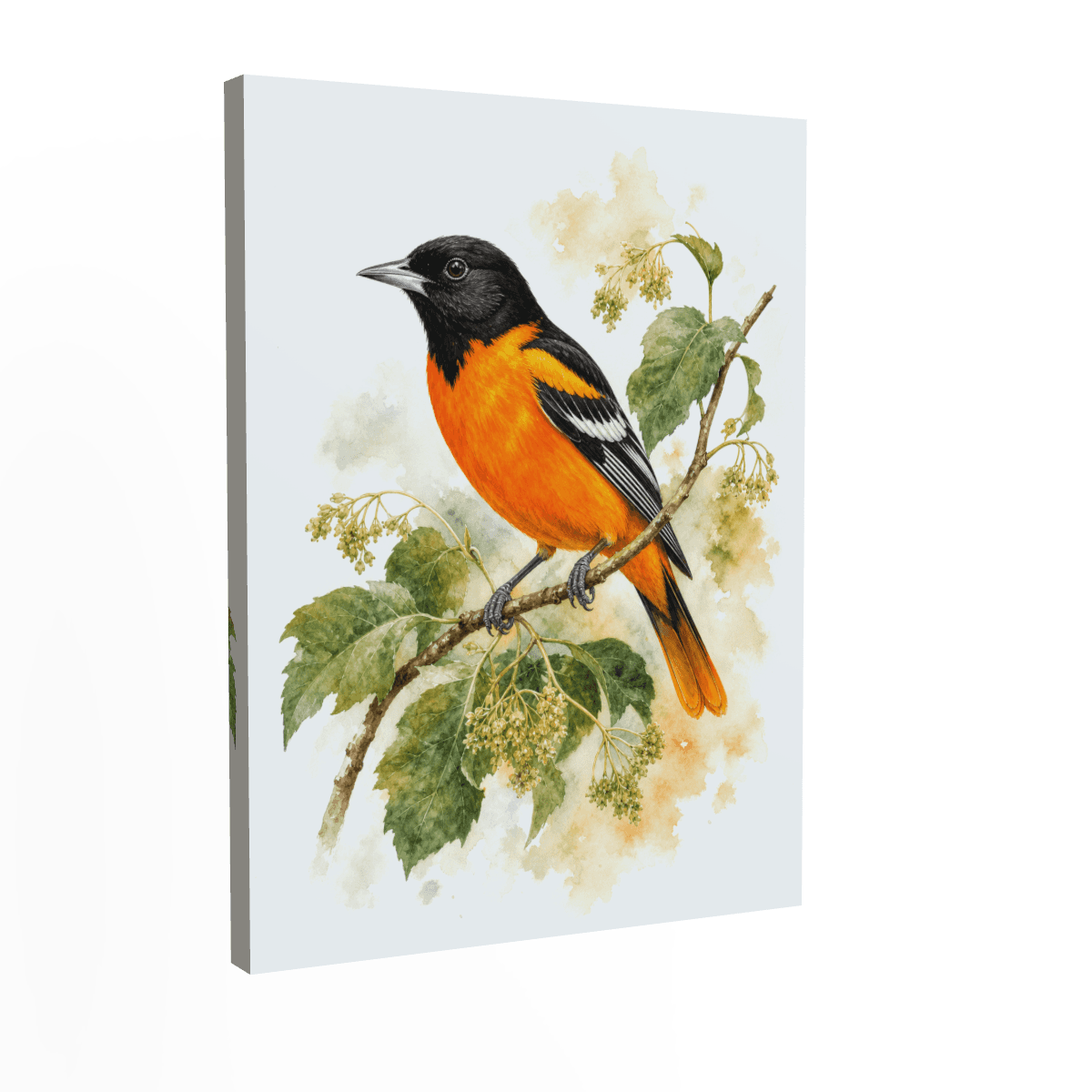 Baltimore Oriole — Watercolor Wildlife