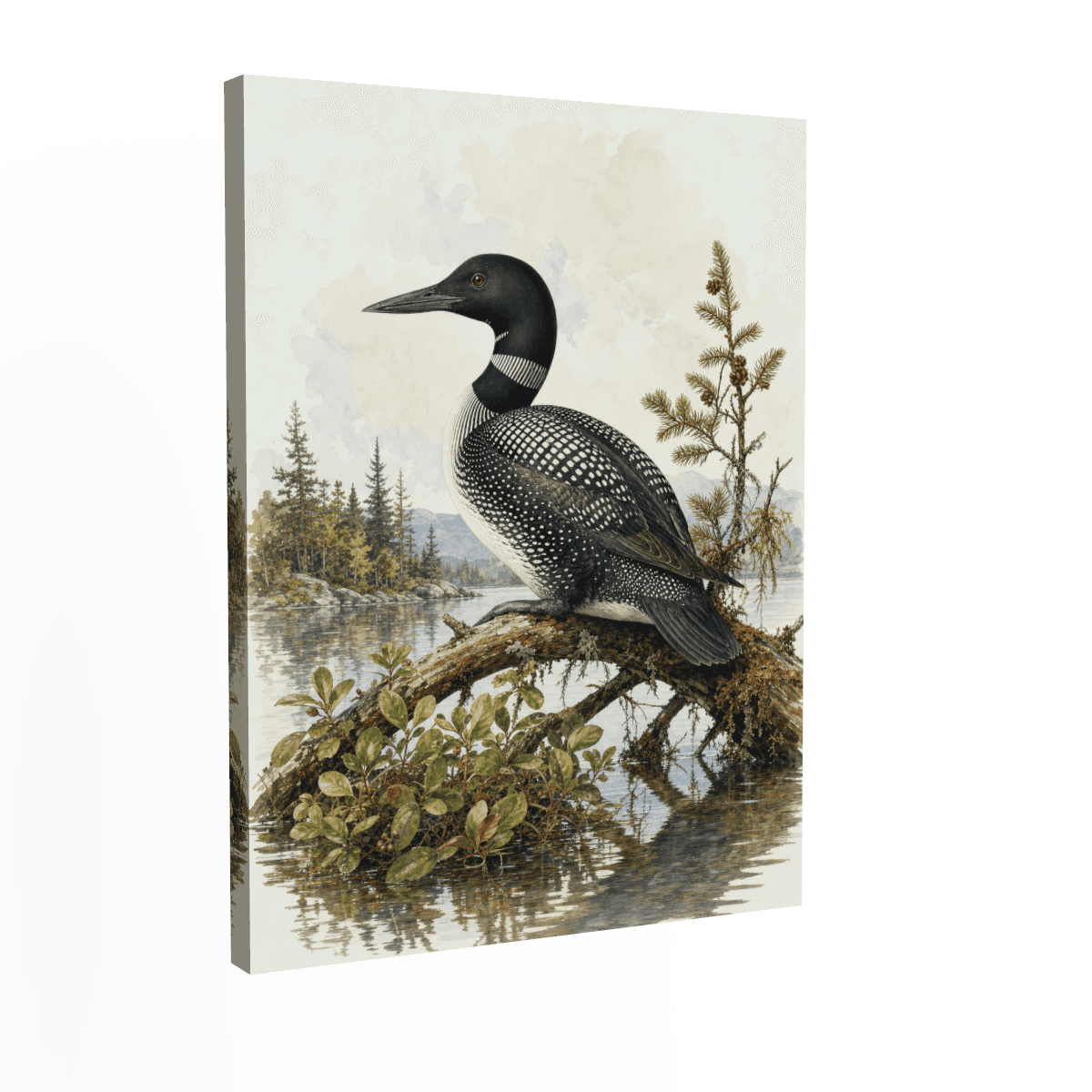 Common Loon — Rustic Cabin Wildlife
